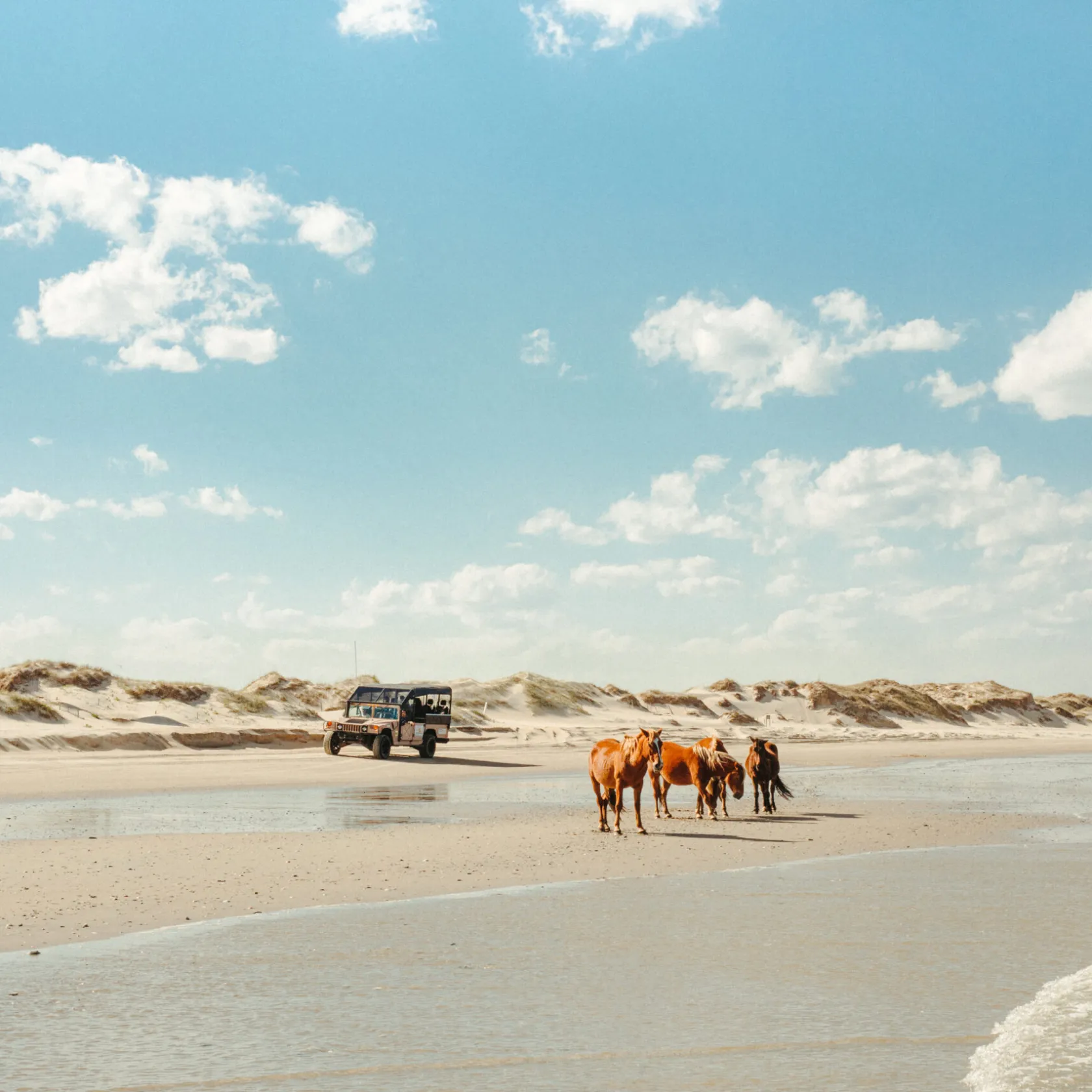 a herd of cattle walking across a beach next to a body of water