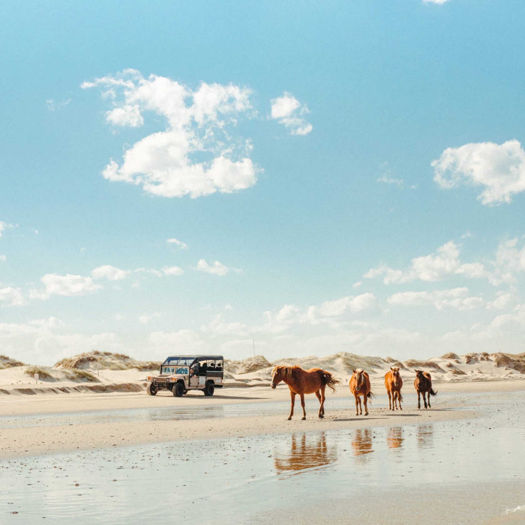 a herd of cattle standing on top of a sandy beach