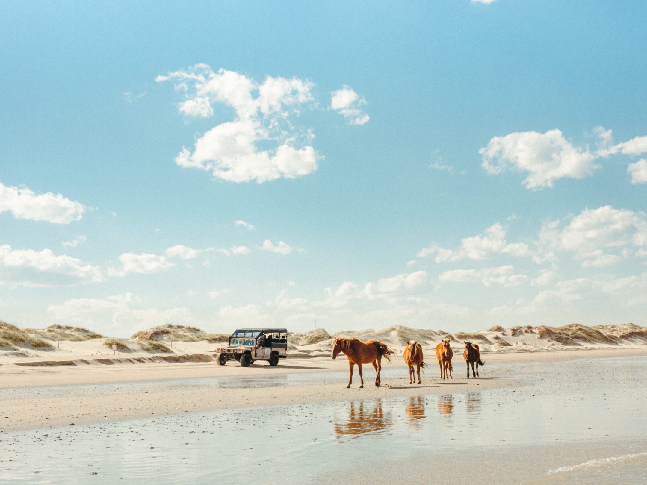 a herd of cattle standing on top of a sandy beach