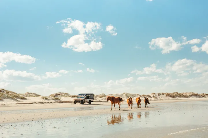 a herd of cattle standing on top of a sandy beach