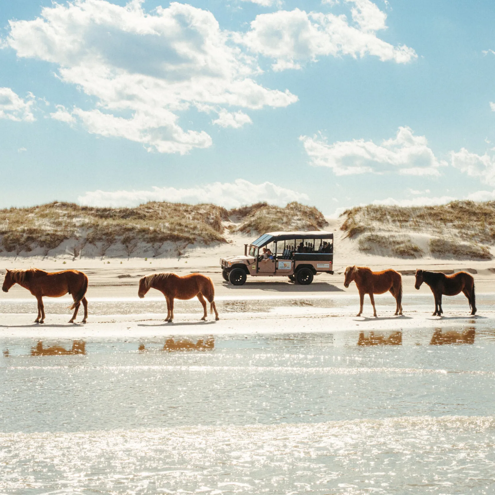 a herd of cattle walking across a beach next to a body of water