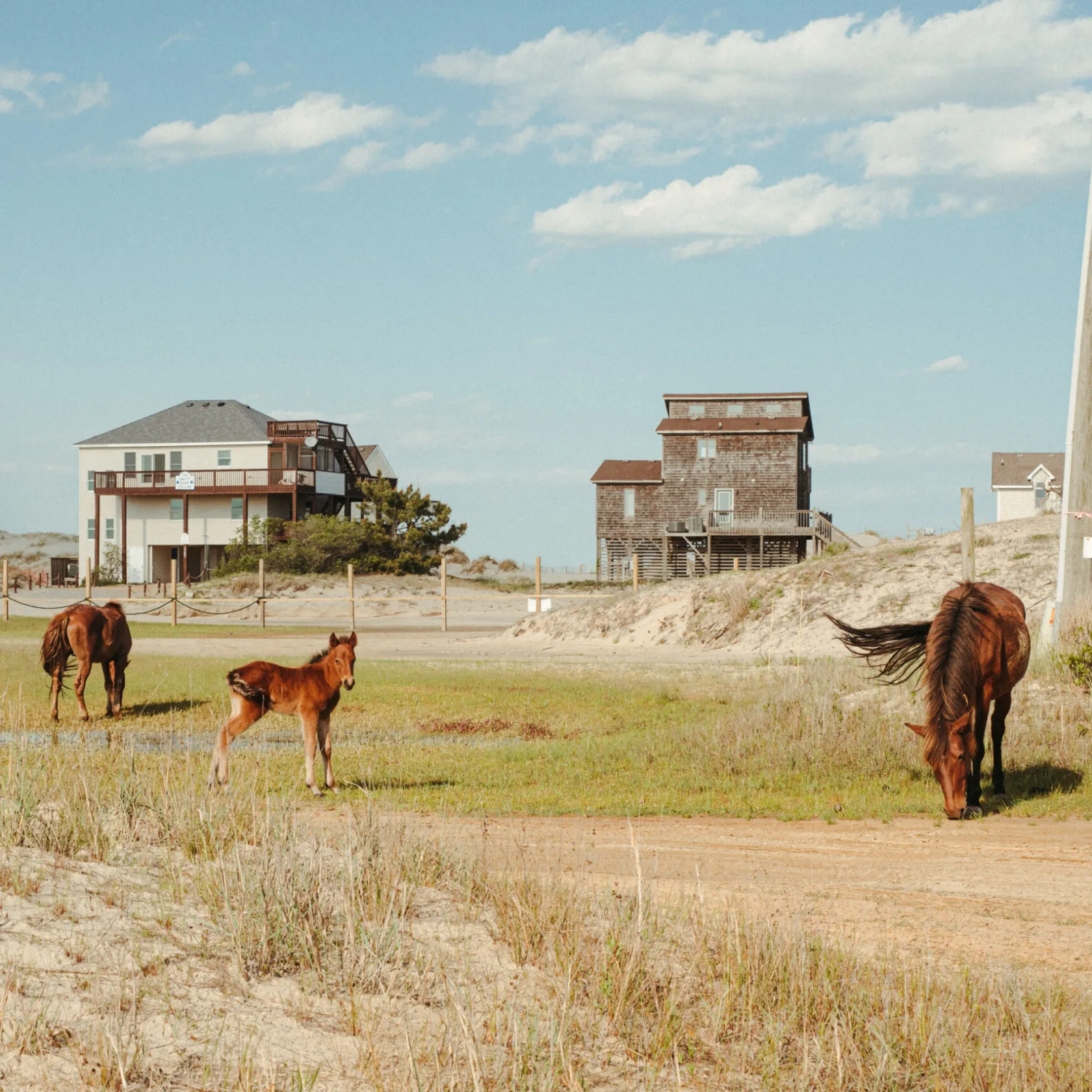 a group of cattle grazing on a dry grass field