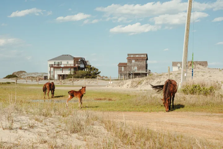 a group of cattle grazing on a dry grass field