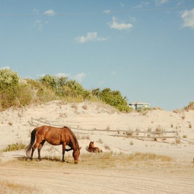 a herd of cattle standing on top of a body of water
