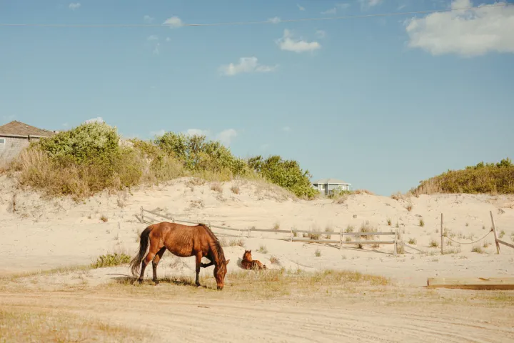 a herd of cattle standing on top of a body of water
