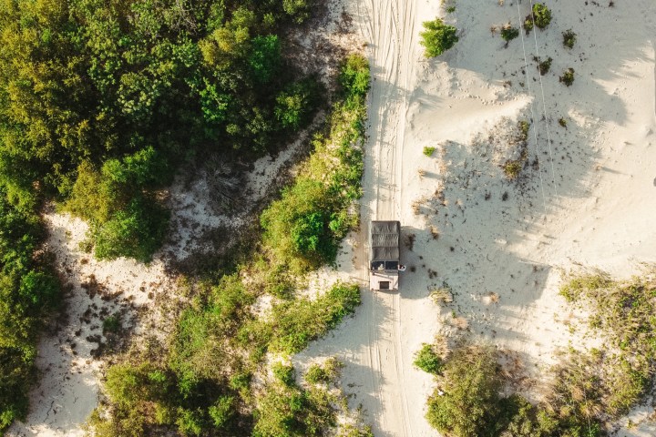 a tree on a dirt road
