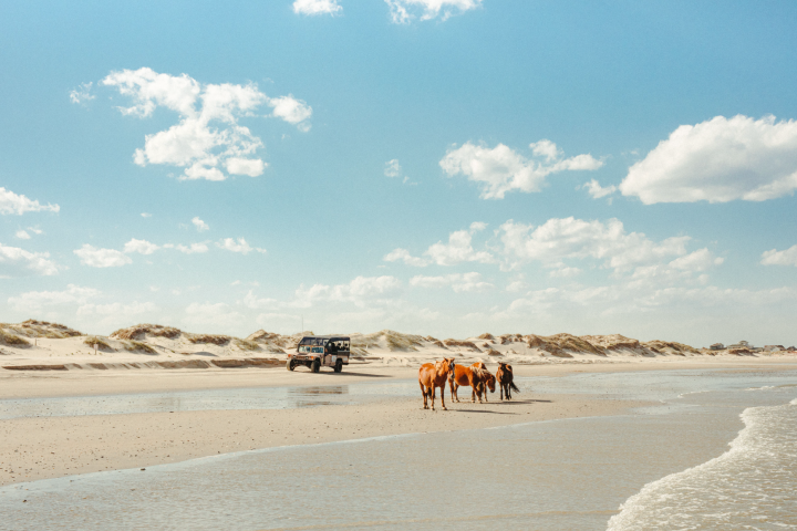 a herd of cattle walking across a beach next to a body of water