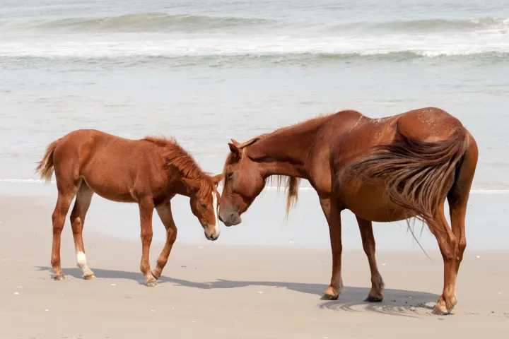 a brown horse standing on top of a sandy beach