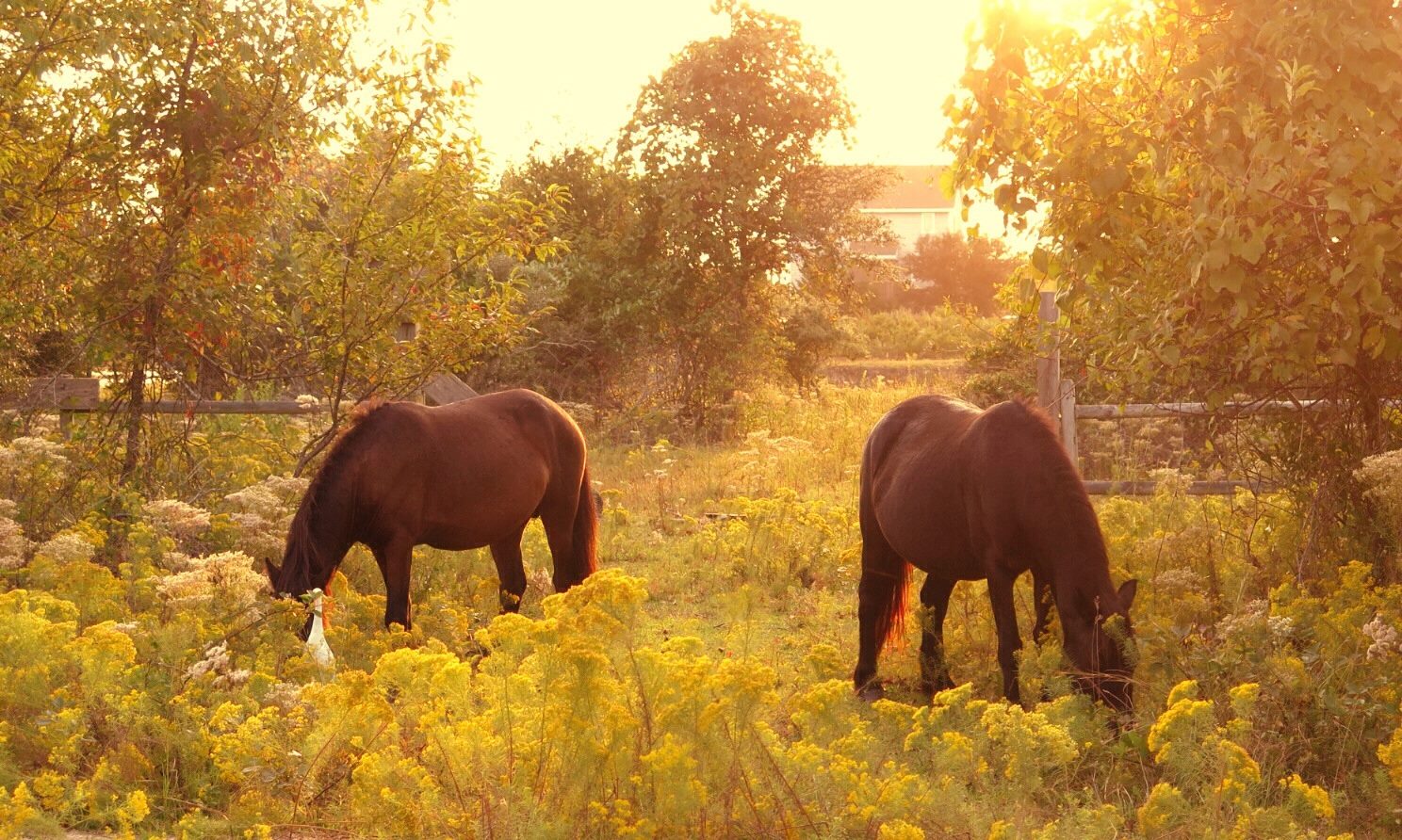 12513648_1230245100338522_779575235014739407_o a brown horse grazing in a field