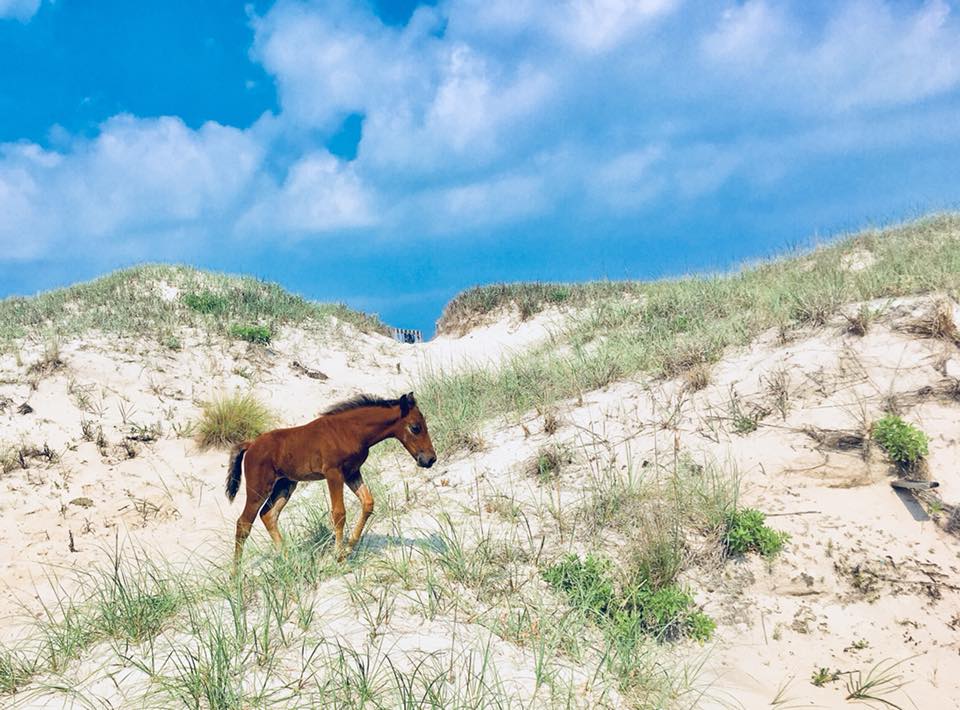 37907763_2166337403395949_8487385539069083648_n a brown horse standing on top of a grass covered field