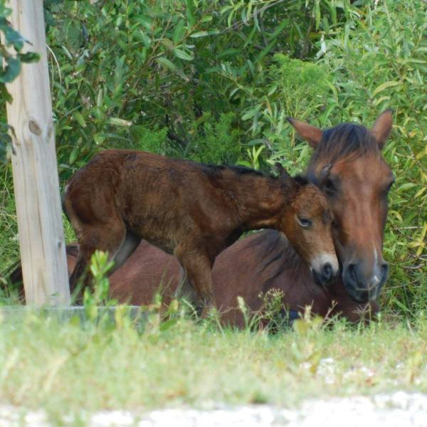 a brown horse standing on top of a grass covered field