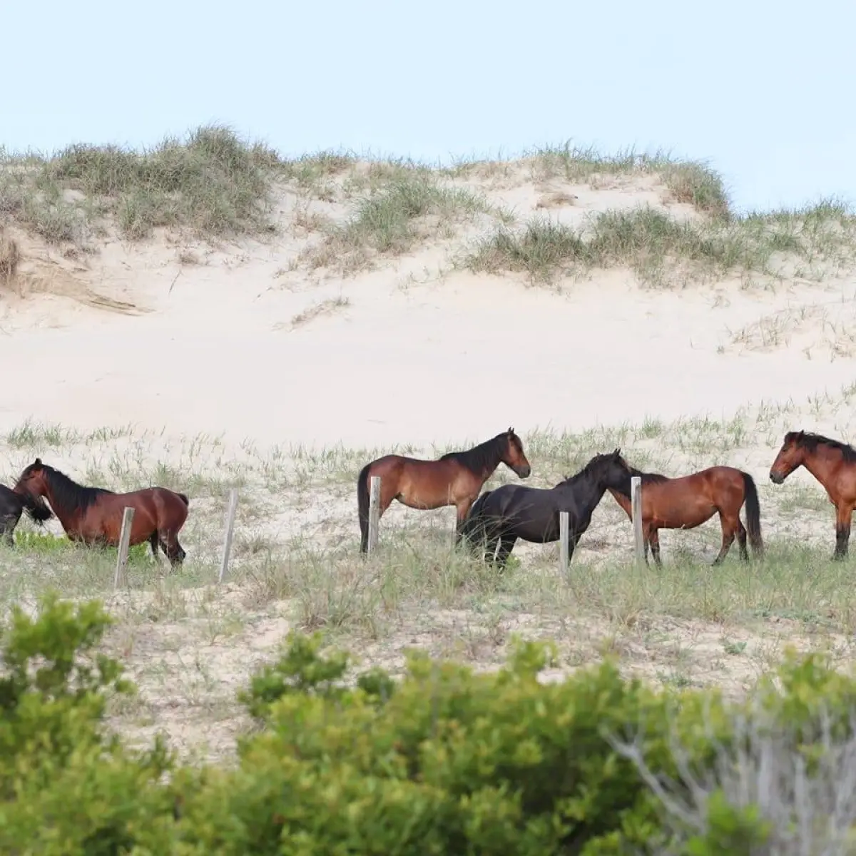 a herd of cattle walking across a grass covered field