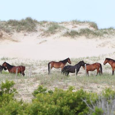 a herd of cattle walking across a grass covered field