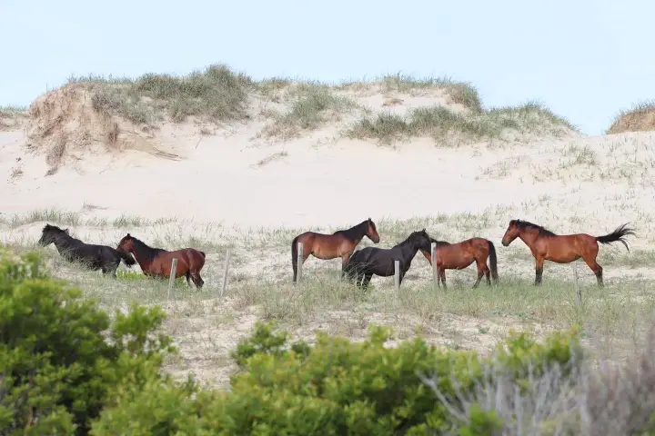 a herd of cattle walking across a grass covered field