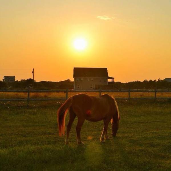 a horse standing on top of a lush green field