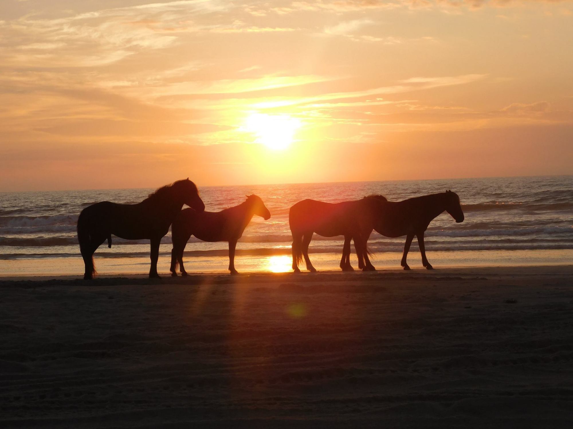 44559123_2296578947038460_7809209223778140160_o a group of people riding a horse on a beach