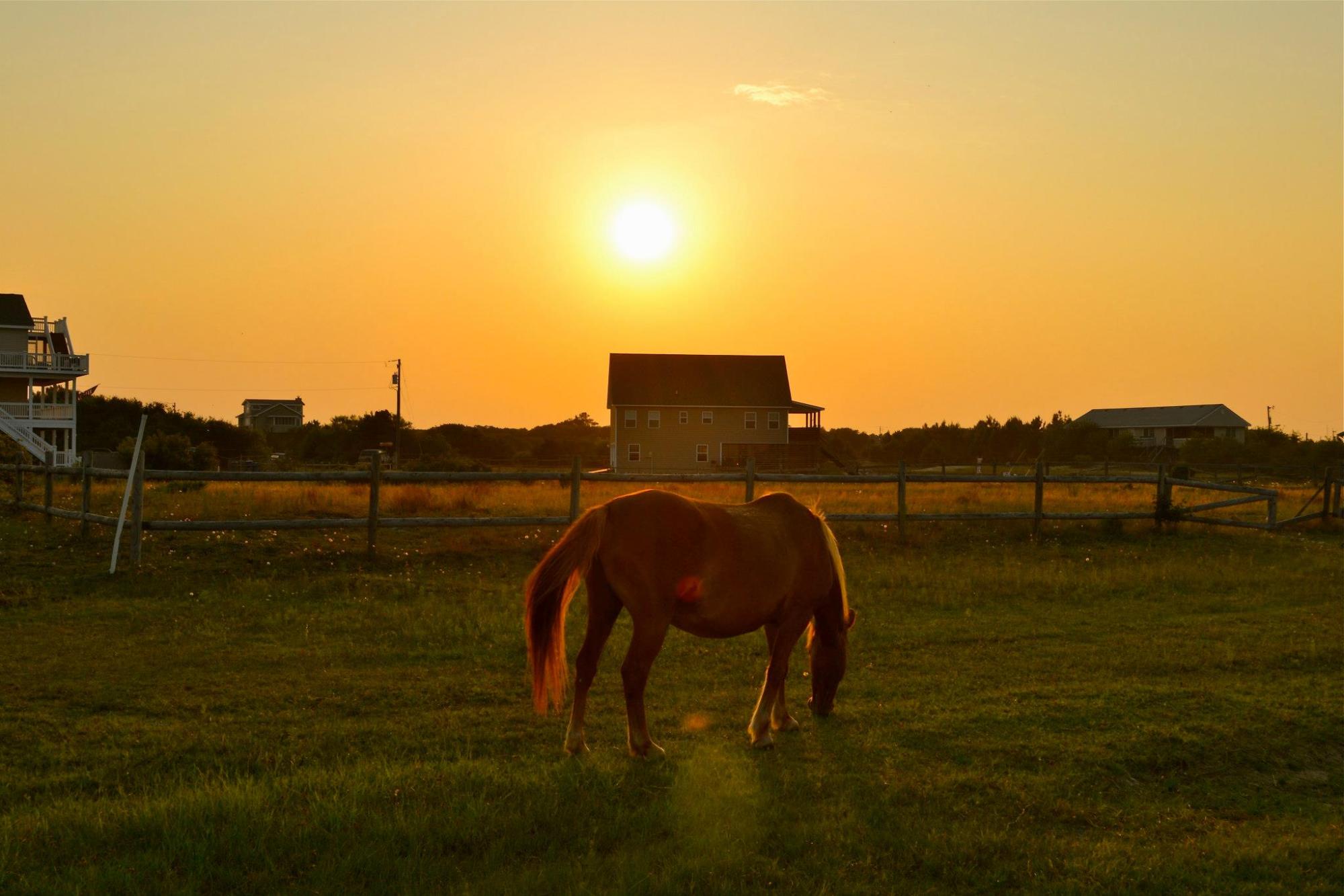 739915_563829963646709_33690818_o a horse grazing on a lush green field