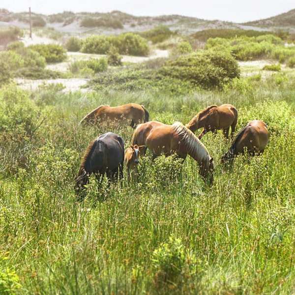 a group of cattle grazing on a lush green field