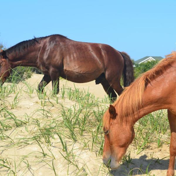a brown horse grazing in a field eating grass