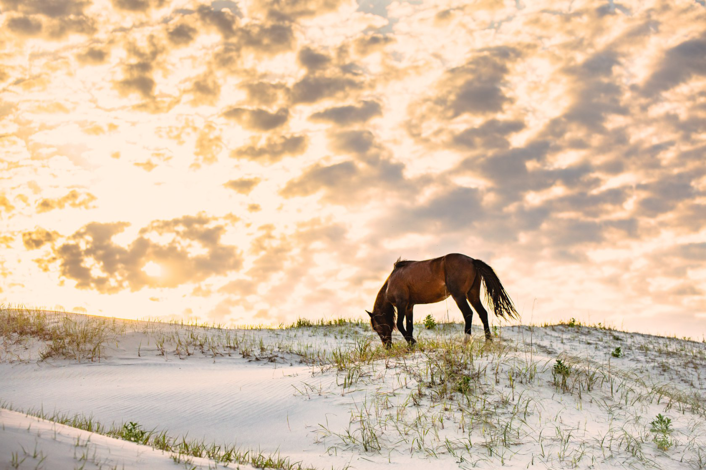 Outer Banks Wild Horses Contact | Wild Horse Adventure Tours