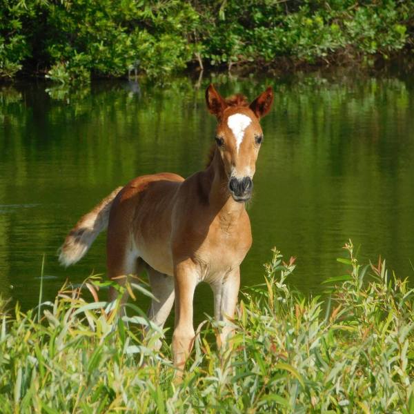 a brown horse standing next to a body of water