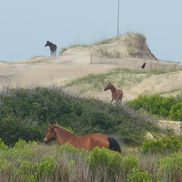 a herd of cattle grazing on a lush green field