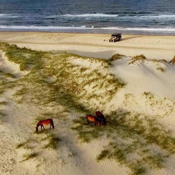 a herd of cattle walking across a beach next to the ocean