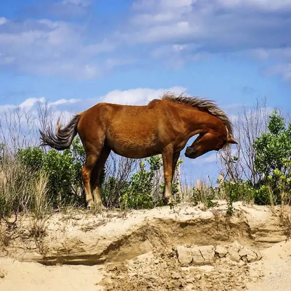 a brown horse standing on top of a dirt field