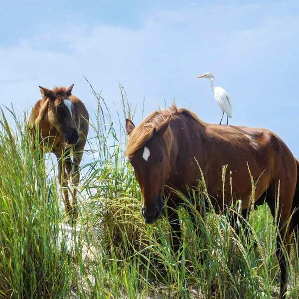 a group of cattle standing on top of a grass covered field