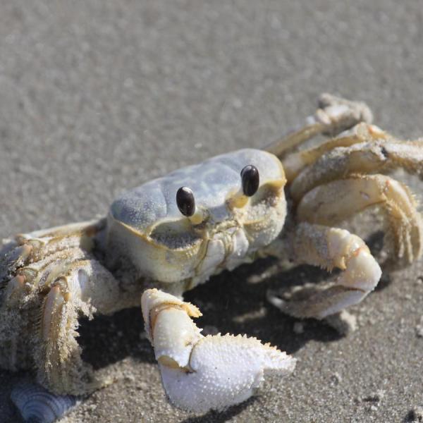 a crab on the ground
