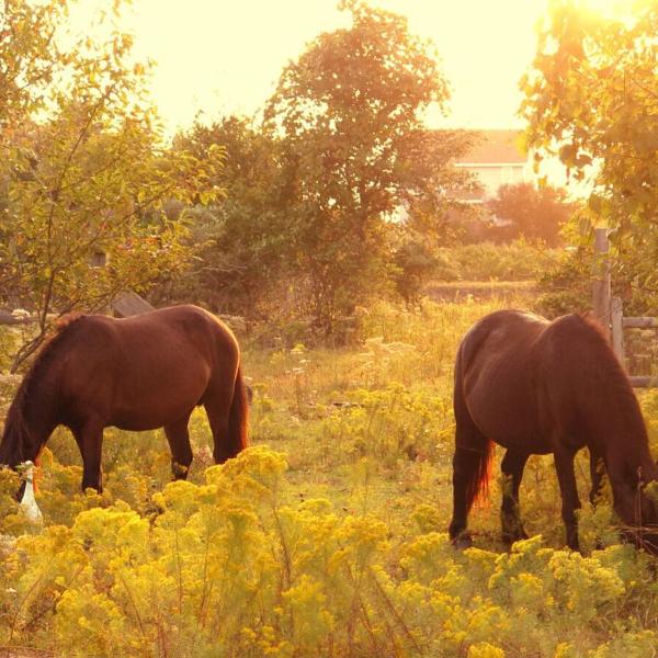 a brown horse grazing in a field
