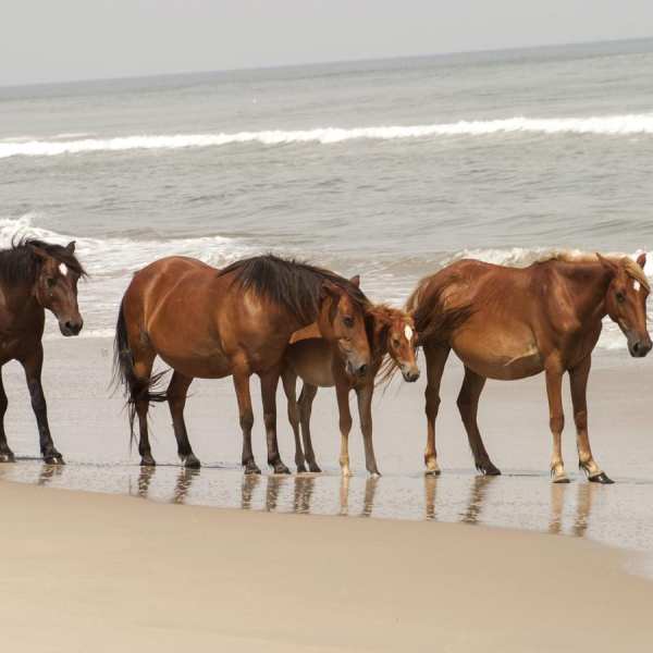 a herd of cattle walking across a beach next to a body of water