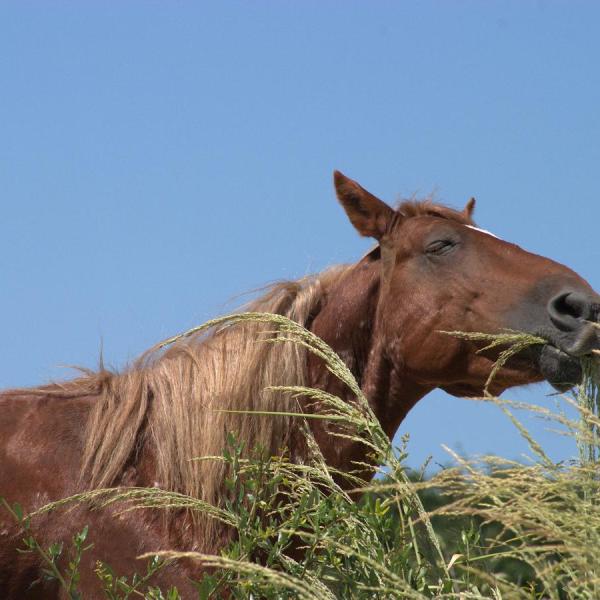 a brown cow standing on top of a dry grass field