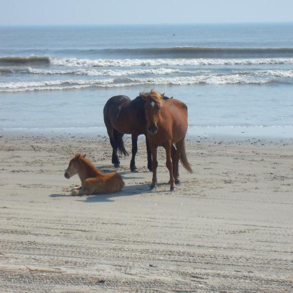 a brown horse standing on top of a sandy beach
