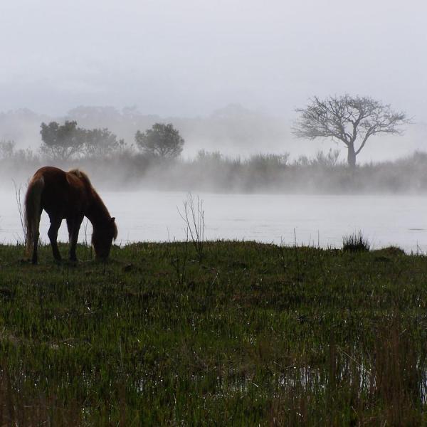 a brown horse standing on top of a lush green field