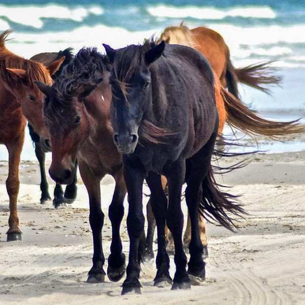 a herd of cattle standing on top of a sandy beach