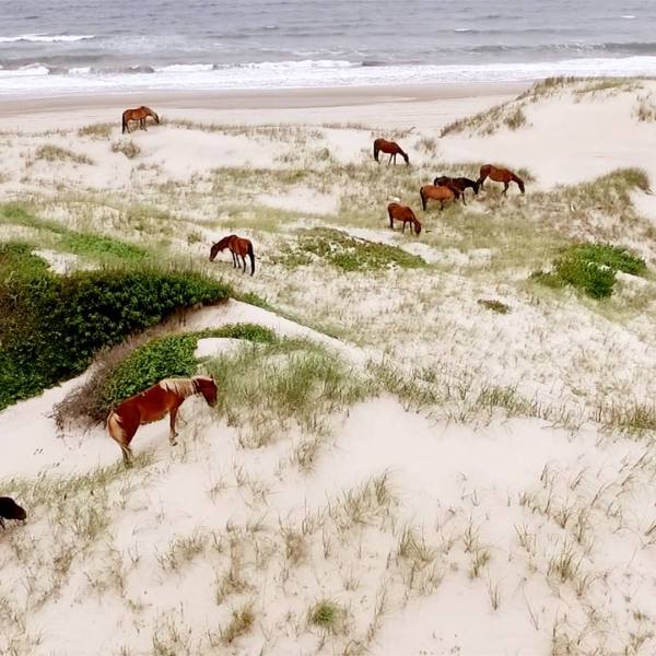 a herd of cattle walking across a body of water