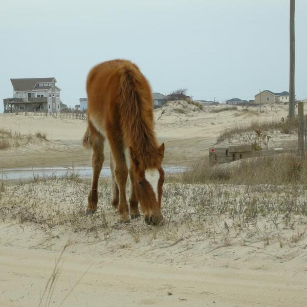 a brown horse standing on top of a dirt field