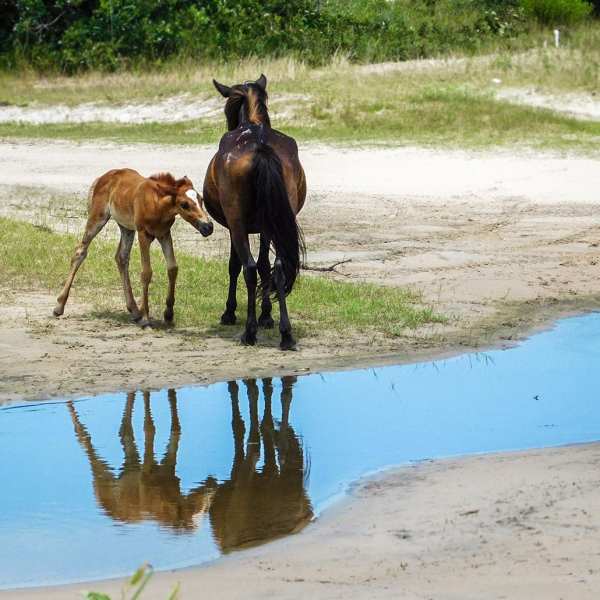 a brown horse standing next to a body of water