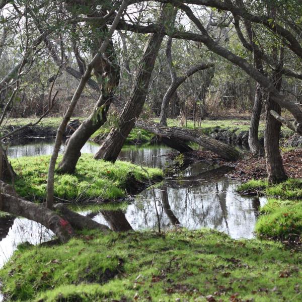 a giraffe standing next to a tree