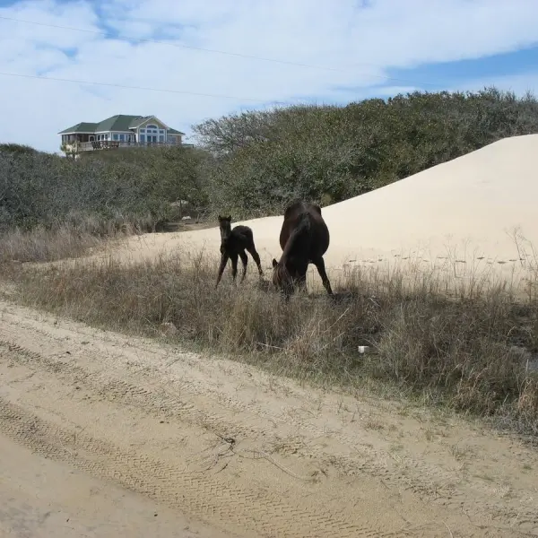 a person riding a horse on the side of a dirt road