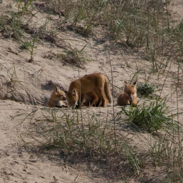 a brown bear walking across a dirt road