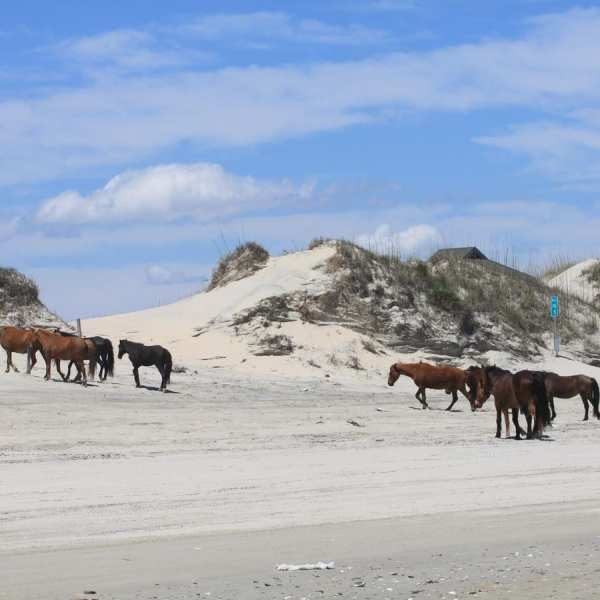 a herd of cattle walking across a sandy beach