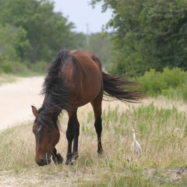 a brown horse standing on top of a grass covered field