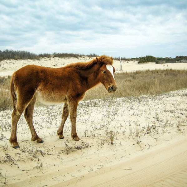 a brown cow standing on top of a grass covered field