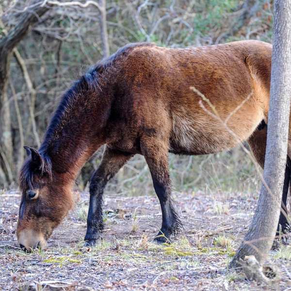 a brown horse grazing on a dry grass field