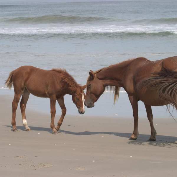 a brown horse standing on top of a sandy beach