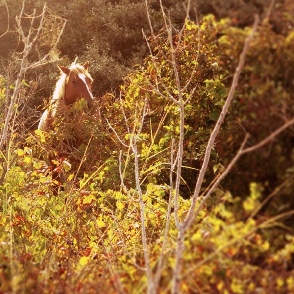 a person standing next to a forest