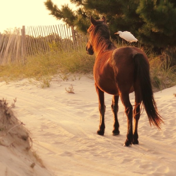 a brown horse standing in the sand