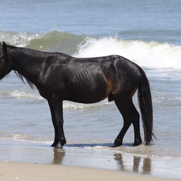 a brown horse standing on top of a sandy beach